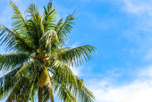 Wallpaper Mural Tropical Palms Palm trees in the sky with sunshine Thailand. Torontodigital.ca