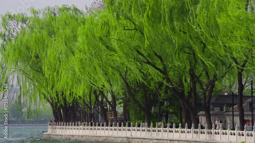 Willow trees blown by strong winds in spring