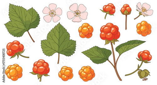 A collection of cloudberries showing their various stages of ripeness and botanical elements.
