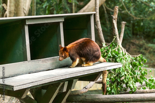 Dendrolagus ursinus  or tree kangaroo at feeding station