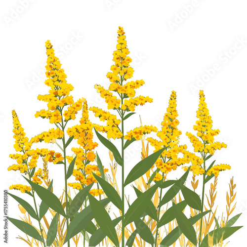 Detailed Botanical Illustration Goldenrod Flowers with Dense Petals and Lush Green Leaves on White Backdrop Isolated Composition Depicting Wildflower Beauty for Graphic Projects