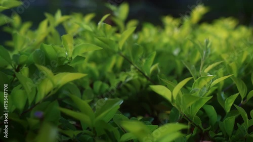 Bright sunlight filters through the vibrant green leaves of a lush hedge, as the camera drifts sideways with a shallow depth of field, creating a peaceful and organic textural background.