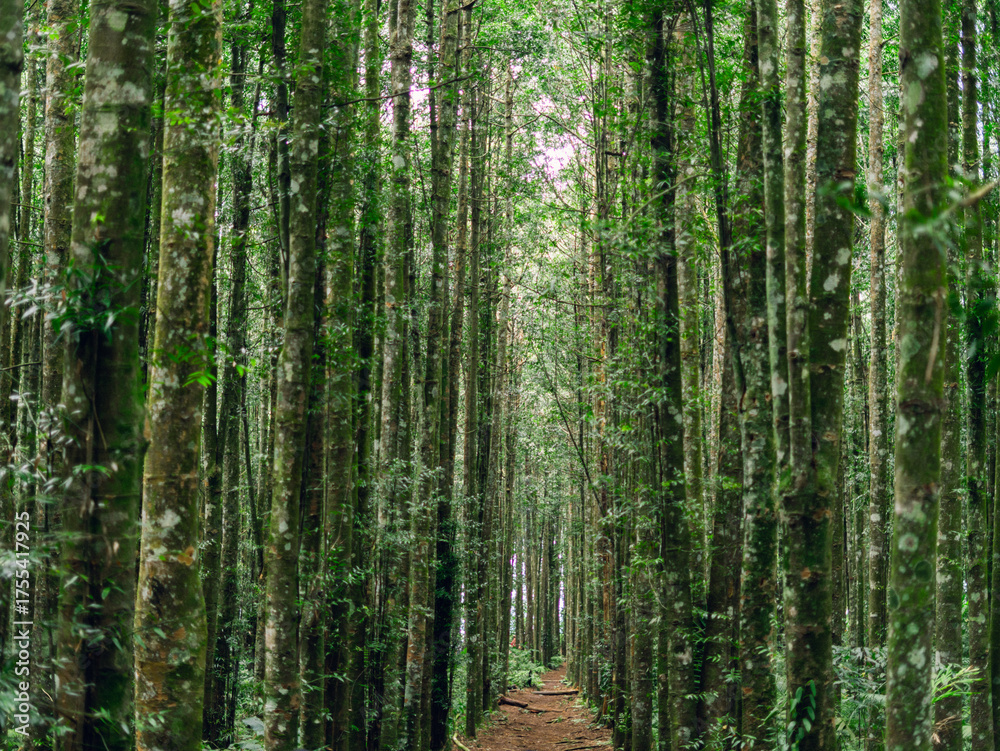 Naklejka premium Lush tropical forest with dense vegetation, sunlight beams, and rich textures perfect for eco or travel backgrounds