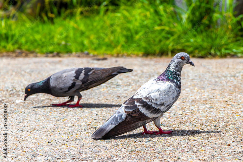 Obraz premium Pigeon pigeons bird birds searching for food on the street.