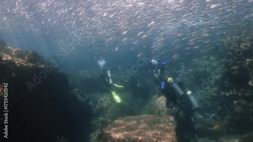 Wallpaper Mural A mesmerizing underwater video of a school of sardines shimmering brilliantly under sunlight, moving gracefully together in slow motion over scuba divers. Torontodigital.ca