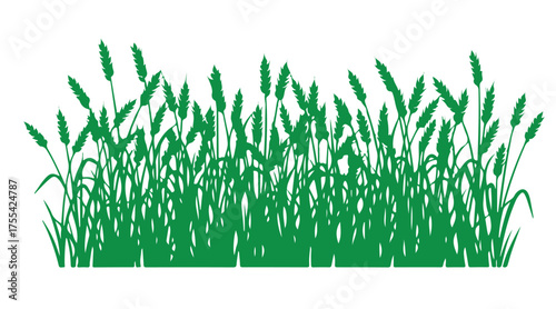 Outline of wheat in a vector style. Silhouette. Wheat growing in a field against a white backdrop.