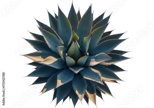 Blue agave plant with sharp pointed leaves isolated on a transparent background
