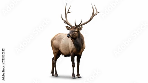 A regal elk stands against a stark white background, displaying impressive antlers