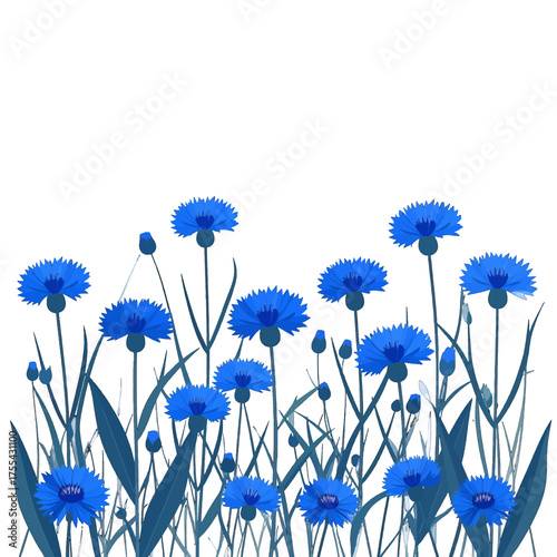 Vivid Blue Cornflowers in Field with White Background Graphic Floral Pattern for Print and Wallpaper Designs Isolated Stock Illustration