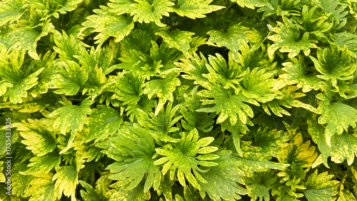 Mayana or Coleus Blumei plant in the garden
