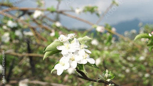 Moving White Apple Blossoms