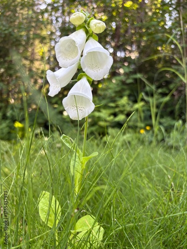 white flowers in the garden