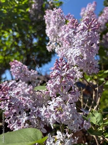 purple lilac flowers