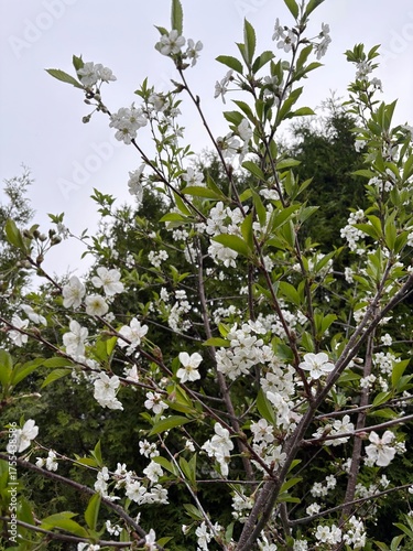 white cherry blossom