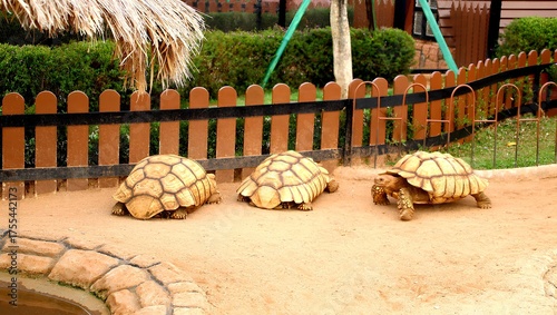 Tortoise resting near wooden fence at farm