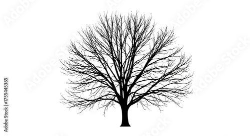 Bare tree silhouette against a white background, symbolizing winter or dormancy.