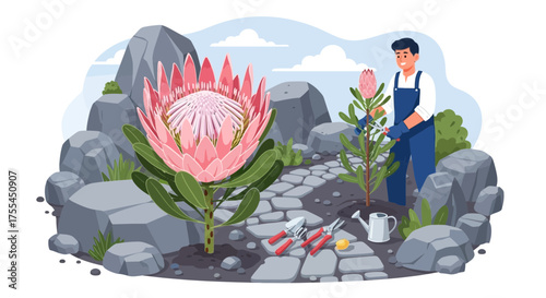 King Protea Garden Cultivation with Young Man tending to the Garden Flowers
