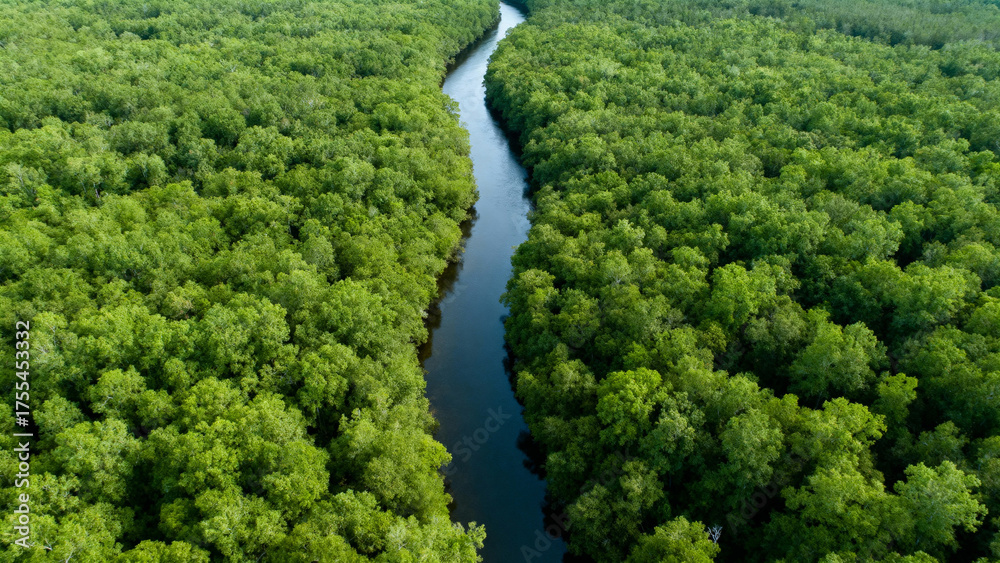 Obraz premium Aerial view of river through dense forest