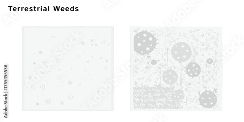 Abstract minimalist illustration of terrestrial weeds with dandelion seeds and seed pods