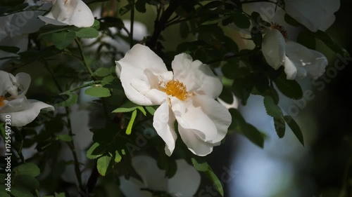 Close-up of delicate white flower with yellow center.