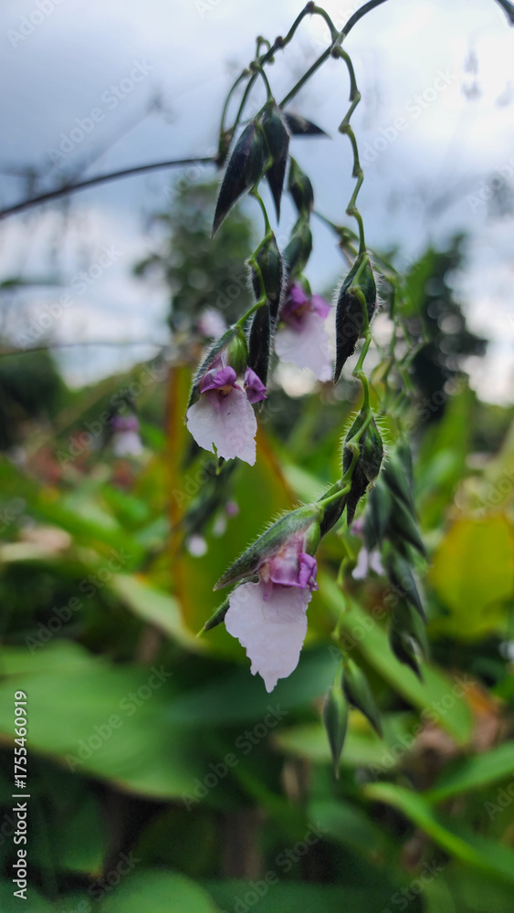 custom made wallpaper toronto digitalDelicate purple and white wildflowers hang gracefully from slender green stems in natural garden setting, Thalia geniculata, Alligator Flag, Bent Alligator-flag, Water Canna