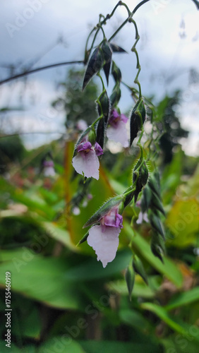 Wallpaper Mural Delicate purple and white wildflowers hang gracefully from slender green stems in natural garden setting, Thalia geniculata, Alligator Flag, Bent Alligator-flag, Water Canna Torontodigital.ca