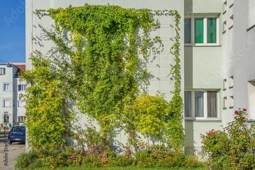 Fassadenbegrünung mit Kletterpflanzen in Wien Favoriten