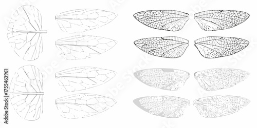 Collection of detailed insect wing illustrations showing venation patterns and cellular structures in varying styles
