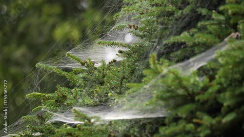 Spider webs covering green pine branches.