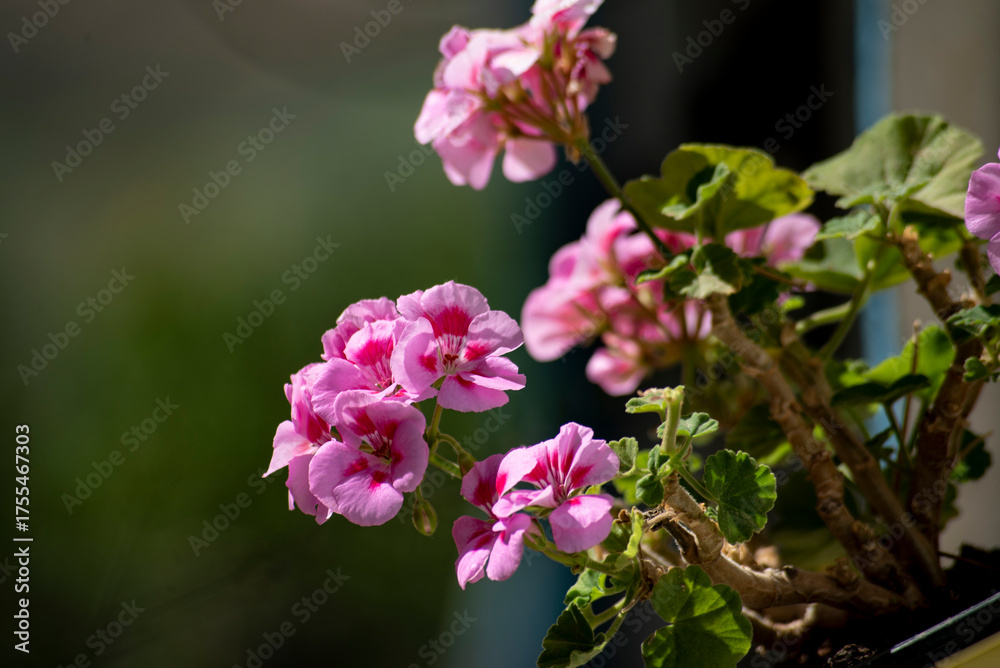 Obraz premium Pink geranium flowers in a pot on the windowsill, selective focus