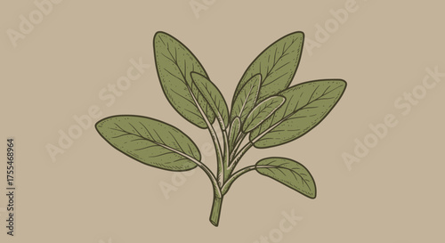 Illustration of a Sage Plant Branch with Leaves.