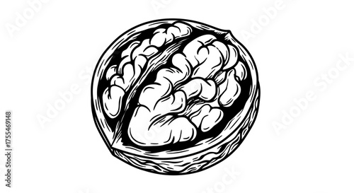 Stylized Illustration of a Walnut Resembling a Human Brain.
