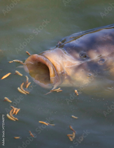 A close up of the head of a carp feeding on mealworms from the surface of the water. Its mouth is wide open and broke the surface. The format is magazine proportions