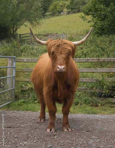 A close up of a brown highland cow standing and looking forward towards the camera. Standing in natural surroundings the proportions are suitable for a magazine cover