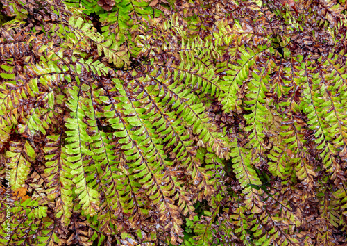 739-08 Maidenhair in Autumn