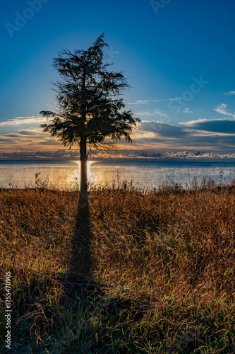 739-22 Cedar Sunrise