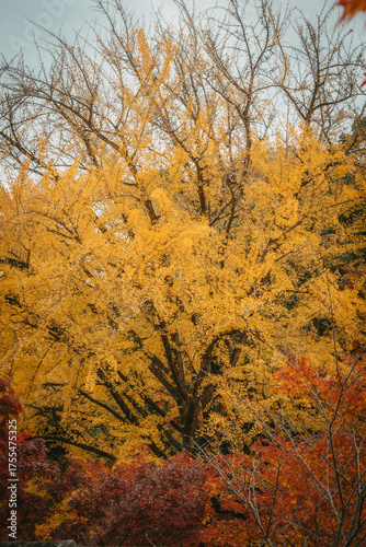 Golden Ginkgo Leaves in Autumn Sunlight – Japanese Nature Scene