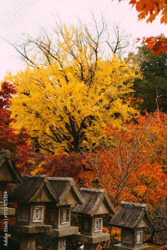 Golden Ginkgo Leaves in Autumn Sunlight – Japanese Nature Scene