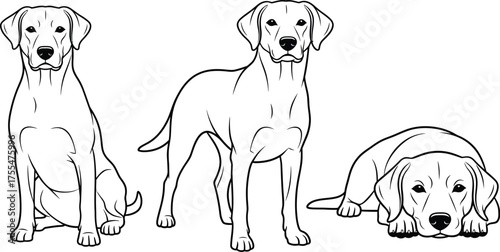 Three different poses of a friendly dog, showing sitting, standing, and resting.