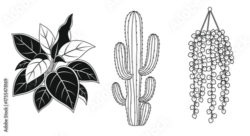 Variety of illustrated houseplants including a leafy plant, cactus, and hanging succulent