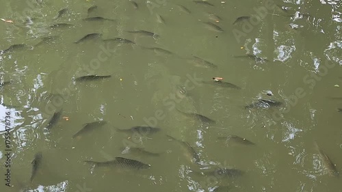 Fish swimming in murky green pond water with reflections of trees on surface, showcasing natural aquatic environment, group of animals outdoors in freshwater habitat and fluid movement