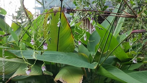 Tropical green leaves and delicate hanging purple flowers create serene garden nature scene with lush foliage, vibrant plant beauty, and peaceful outdoor atmosphere in soft daylight