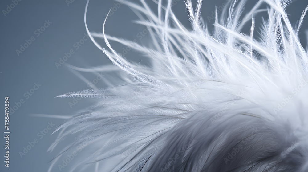 Obraz premium Close-up of a delicate white feather wing, showcasing intricate details in soft, focused light. 