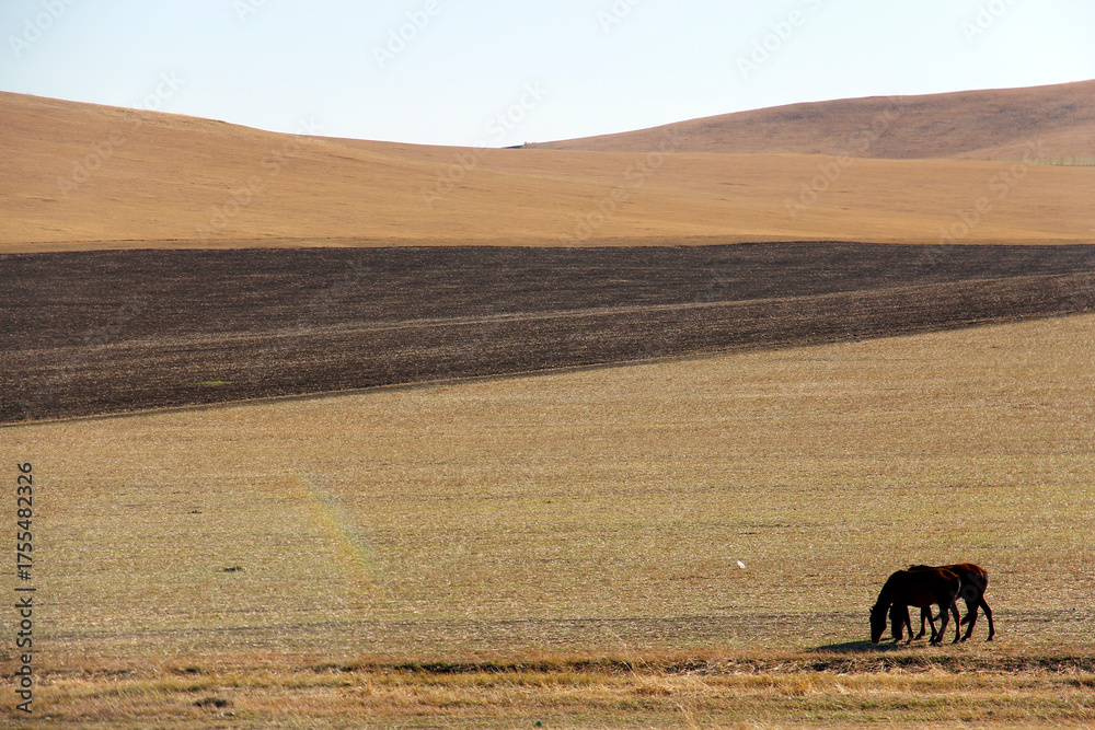 Obraz premium Two horses grazing in vast open plain landscape