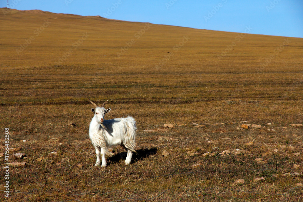 Fototapeta premium A white goat standing on a vast open plain under clear blue sky