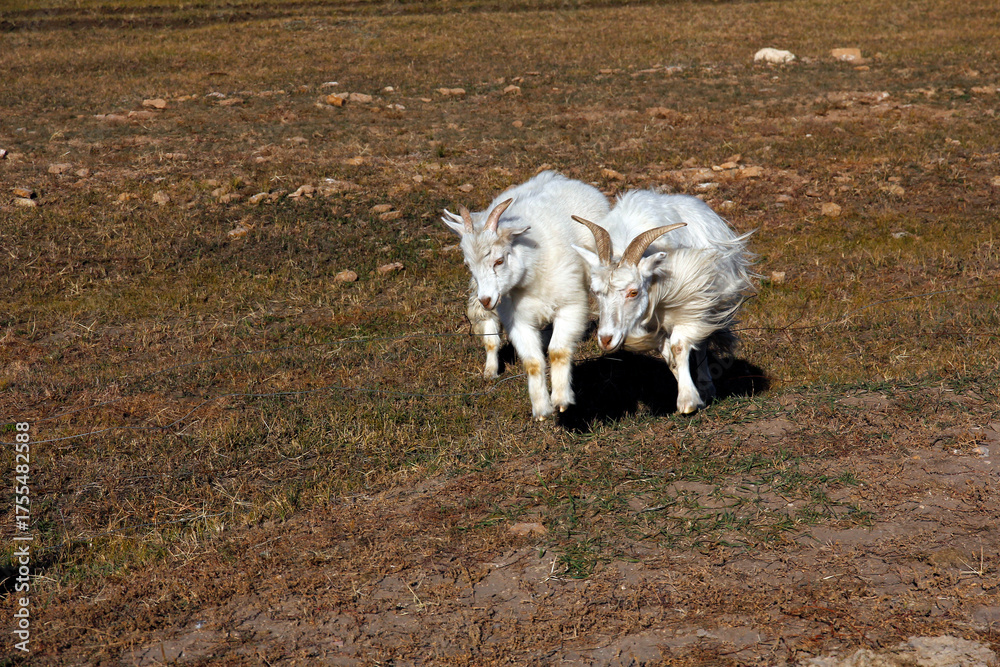 Fototapeta premium Two white goats running on a dry grass field