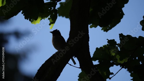 Bird singing on a tree branch in silhouette.