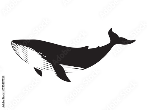 whale