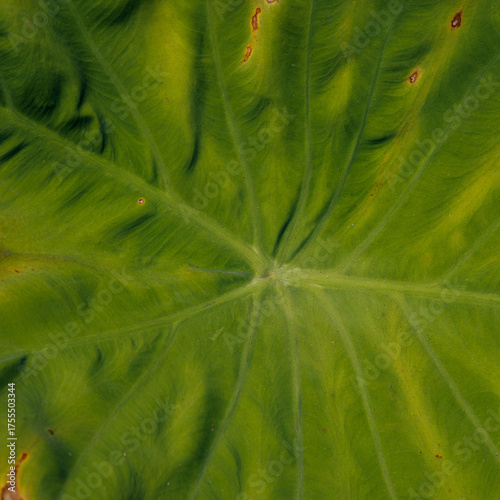 background green leaf surface close-up	
