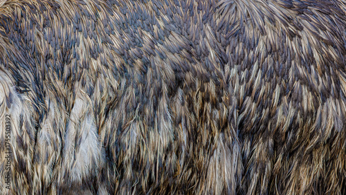 background pattern gray ostrich feathers	

